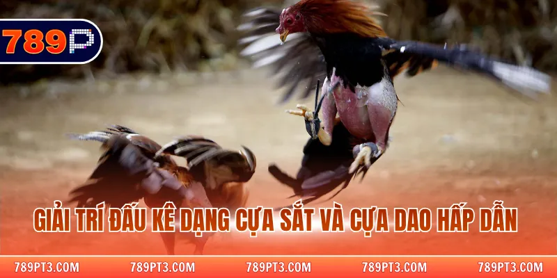 Giải trí đấu kê dạng cựa sắt và cựa dao hấp dẫn